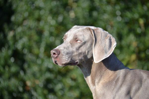 ziva head shot